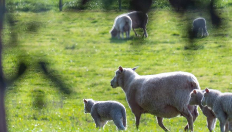 forestación ovejas Uruguay