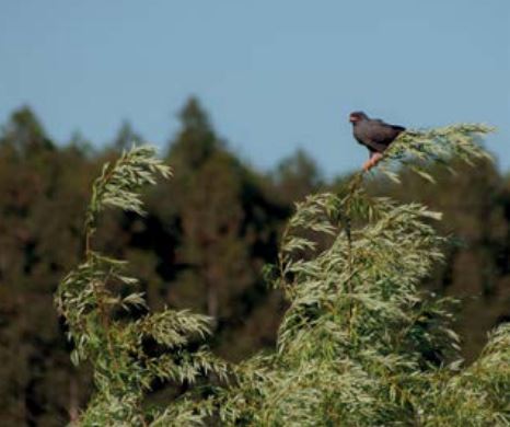 conservación biodiversidad en sector forestal