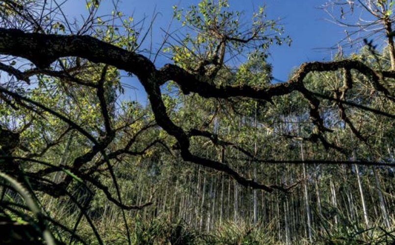 conservación biodiversidad en sector forestal
