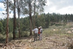 Forestal de gira 