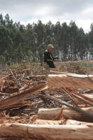Forestal de gira 